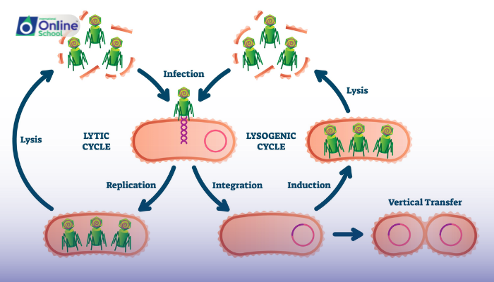 Lesson 04: Lytic and Lysogenic Cycles